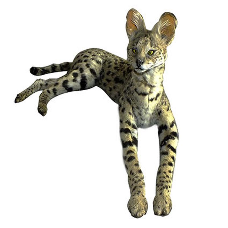 Serval Full Mount - Lying Down SFM1