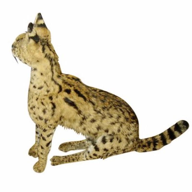 Serval Full Mount - SVFM001