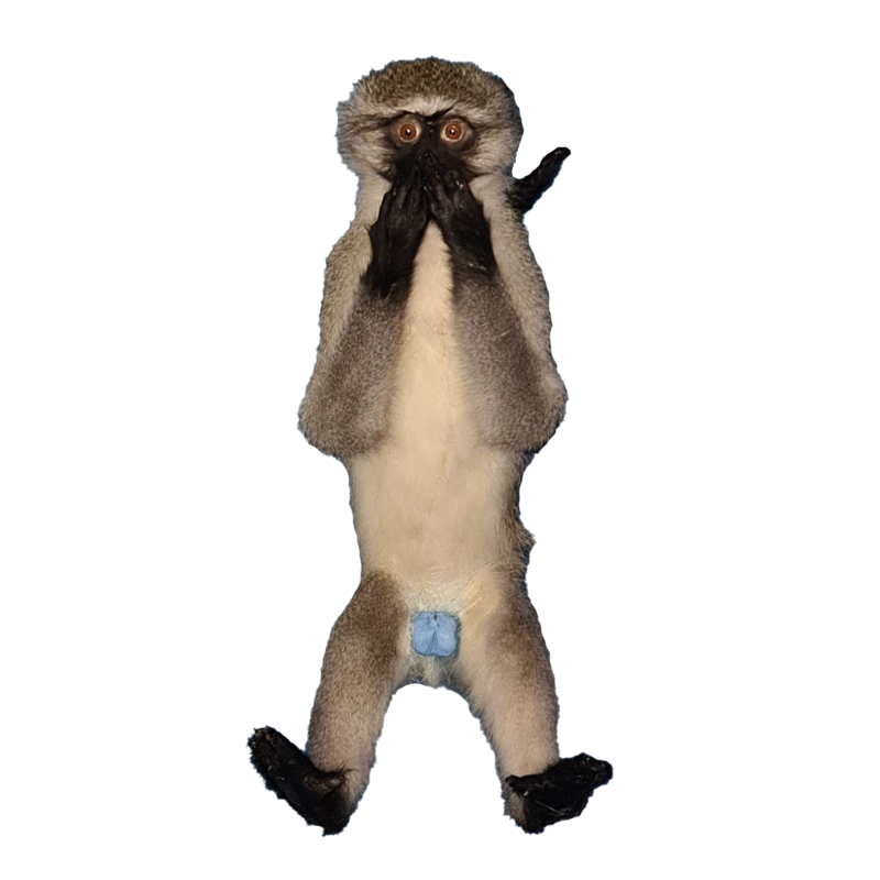 Vervet Monkey Full Mount Set VMFMS100 - Image 2