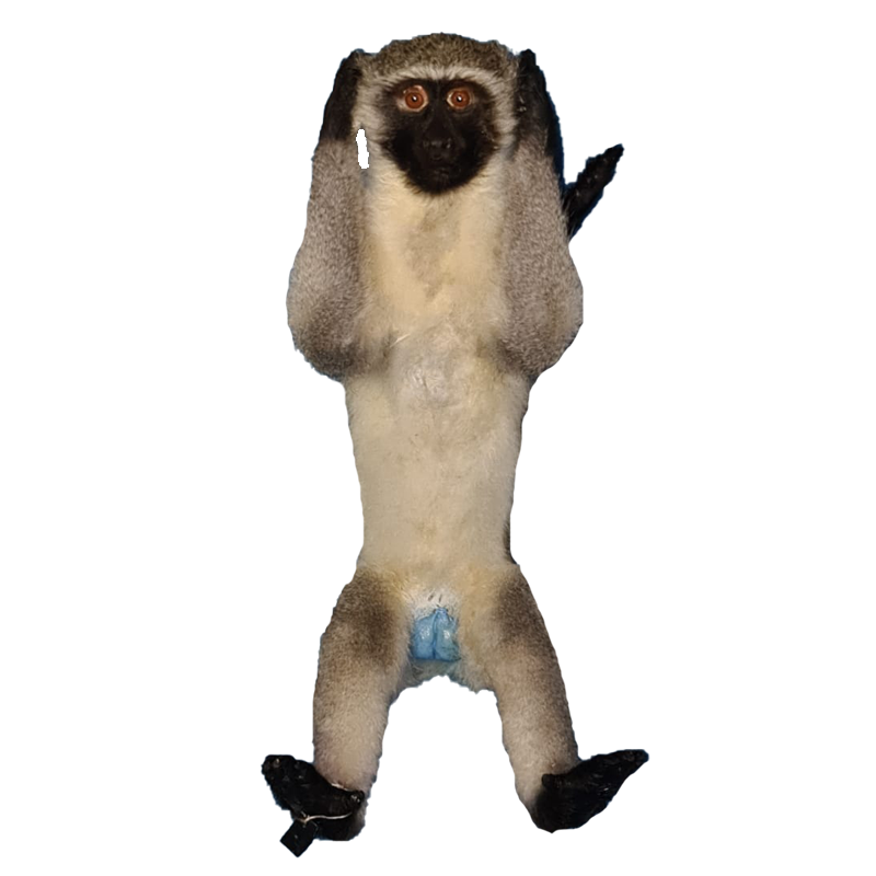 Vervet Monkey Full Mount Set VMFMS100 - Image 3