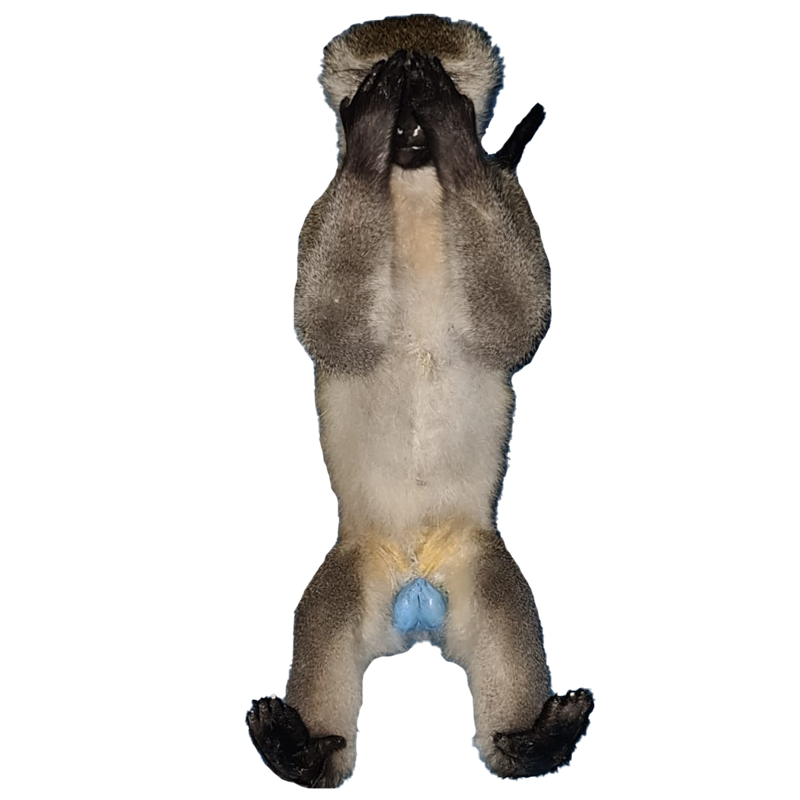 Vervet Monkey Full Mount Set VMFMS100 - Image 4