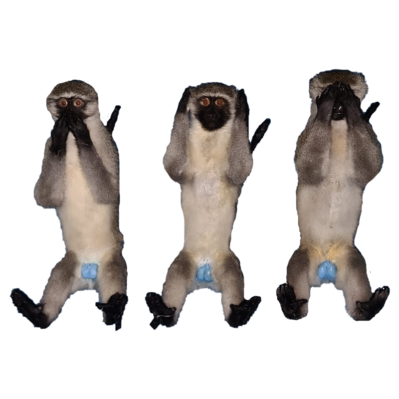 Vervet Monkey Full Mount Set VMFMS100