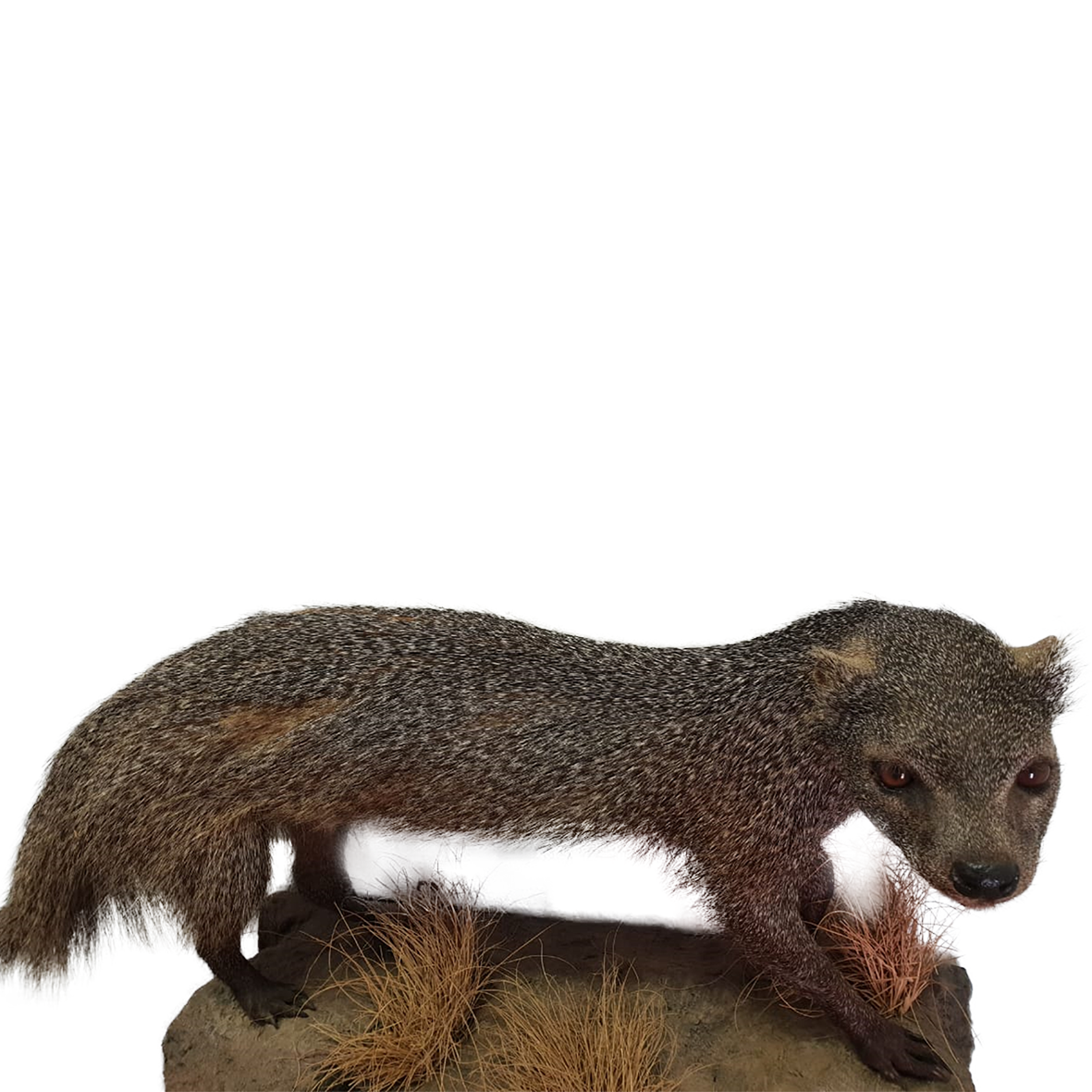 Slender Mongoose Full Mount - Image 2