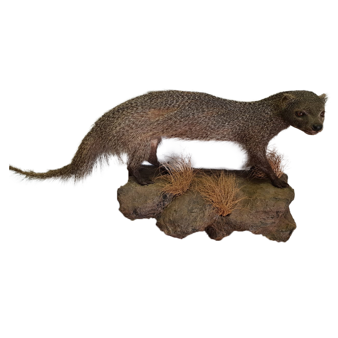 Slender Mongoose Full Mount
