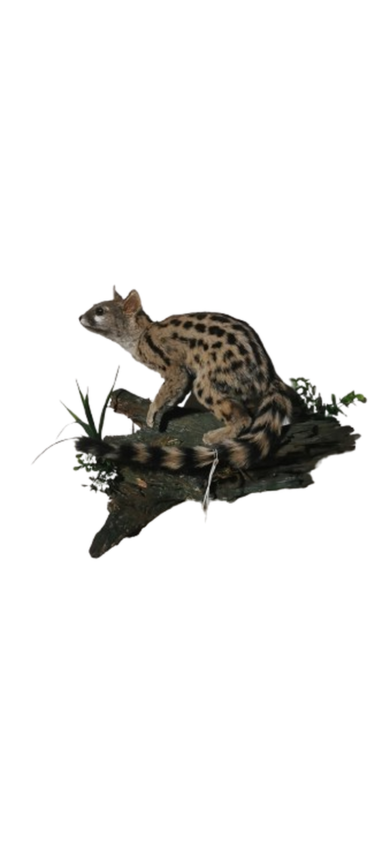 Small Spotted Genet - Image 2