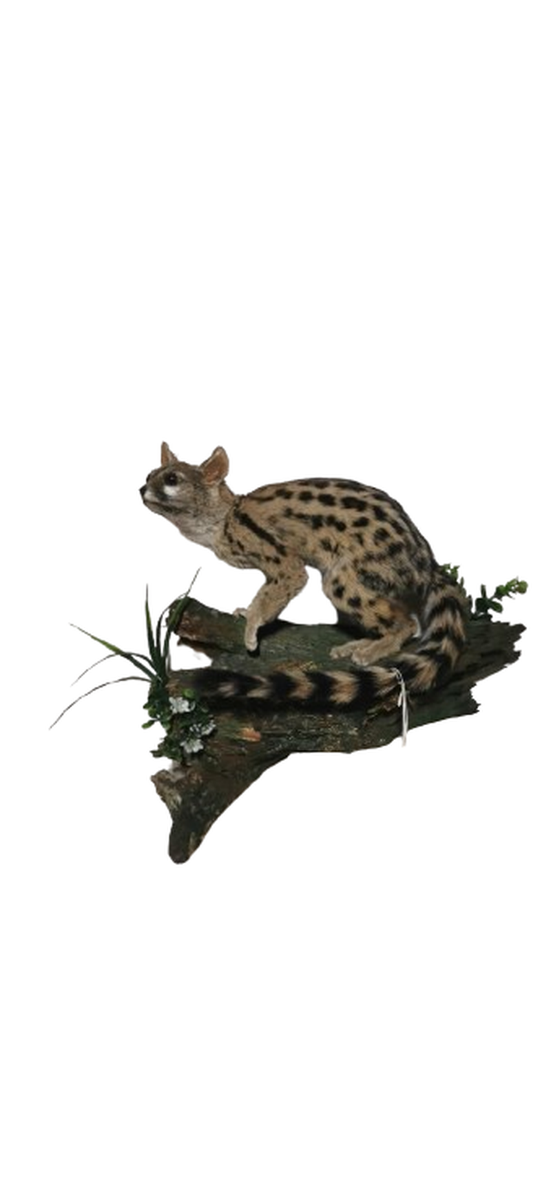 Small Spotted Genet - Image 3