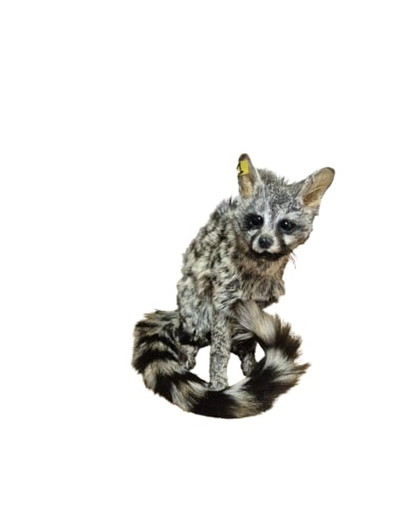 Small Spotted Genet - SSG001 - Image 2