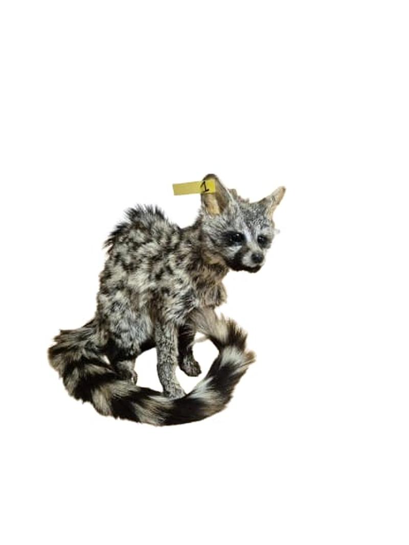 Small Spotted Genet - SSG001 - Image 3