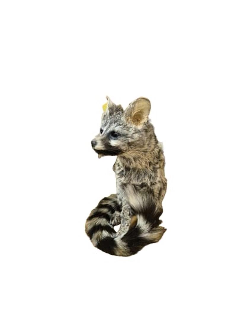 Small Spotted Genet - SSG001
