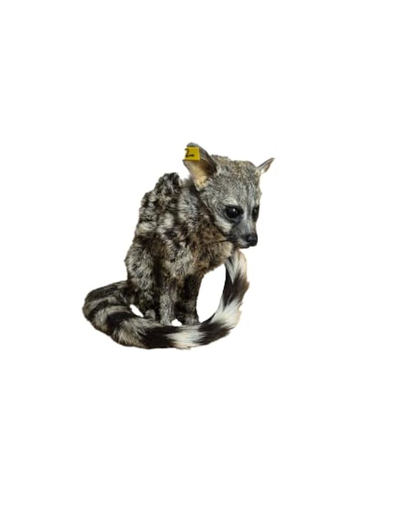 Small Spotted Genet - SSG002 - Image 2