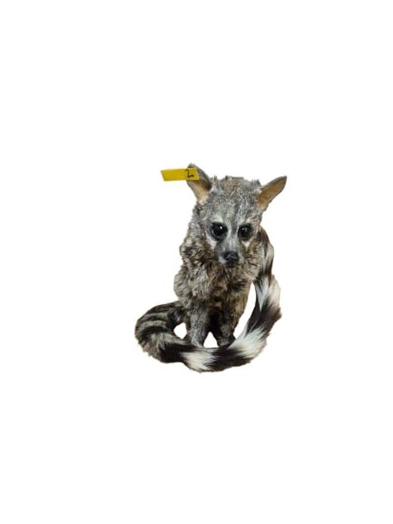 Small Spotted Genet - SSG002 - Image 3