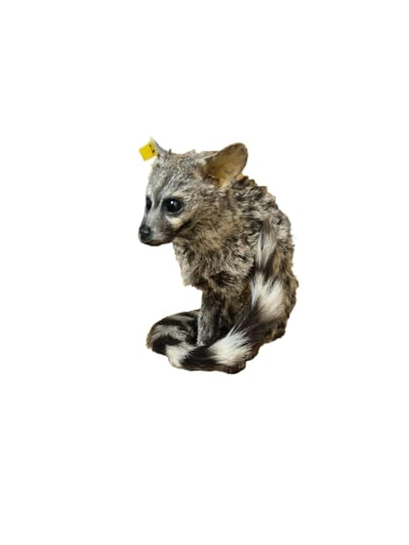 Small Spotted Genet - SSG002