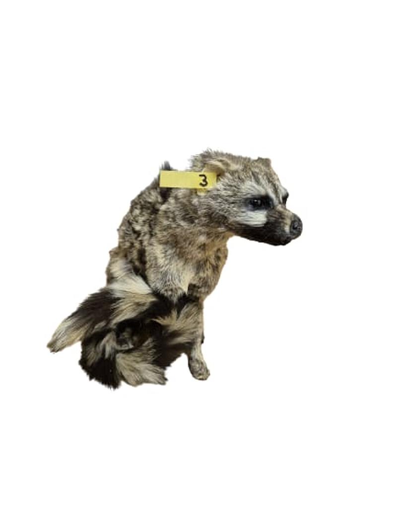 Small Spotted Genet - SSG003 - Image 2
