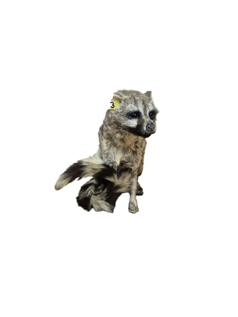 Small Spotted Genet - SSG003 - Image 3