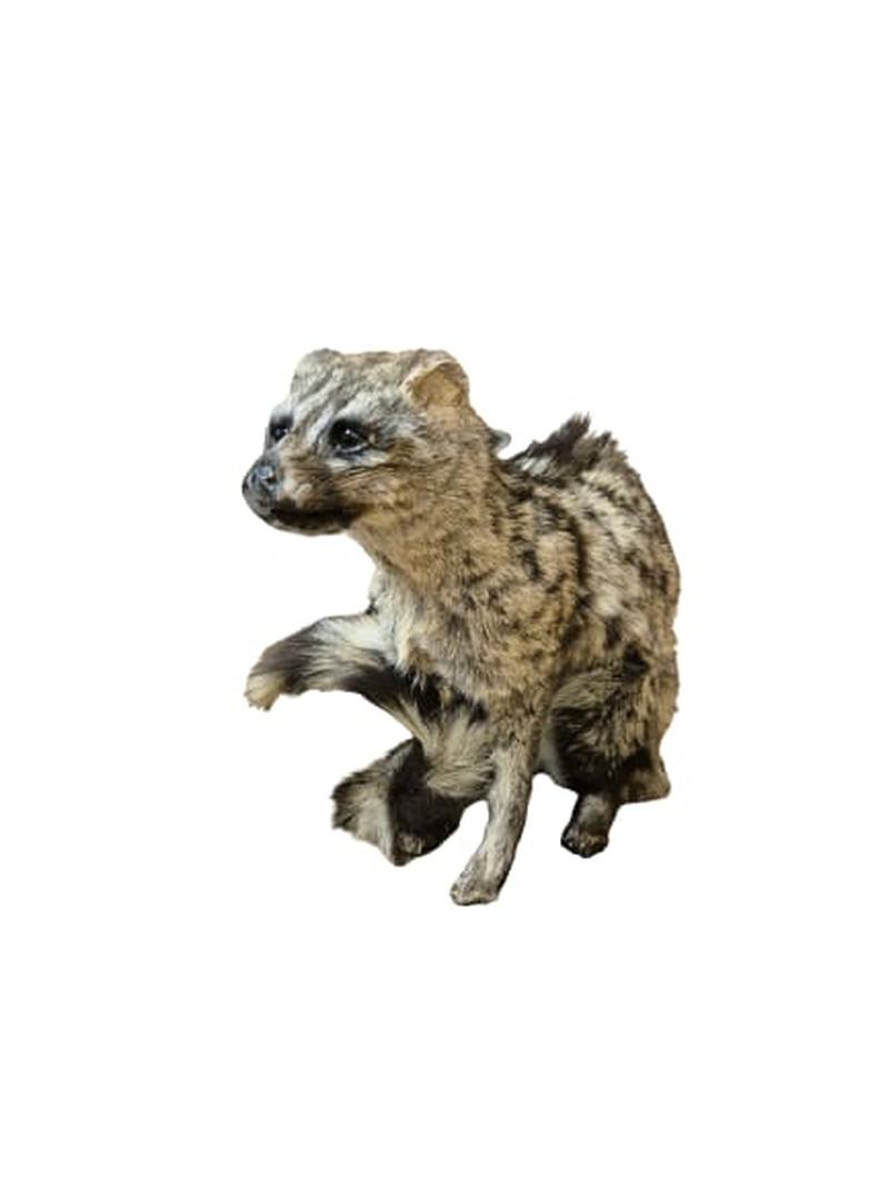 Small Spotted Genet - SSG003