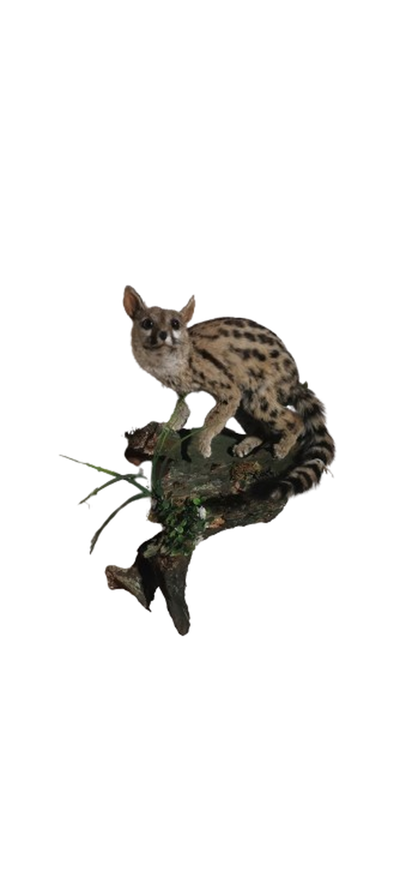 Small Spotted Genet