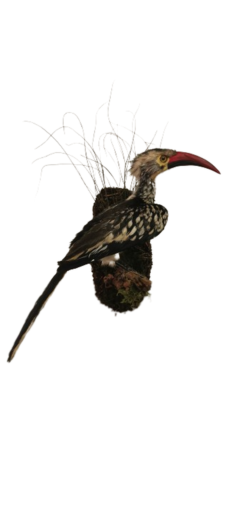 Southern Red - Billed Hornbill - Image 2