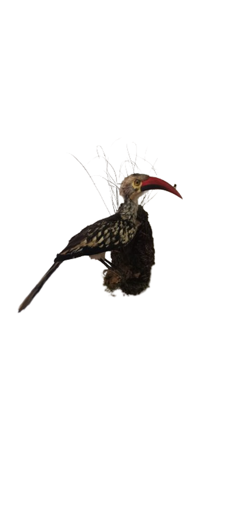 Southern Red - Billed Hornbill