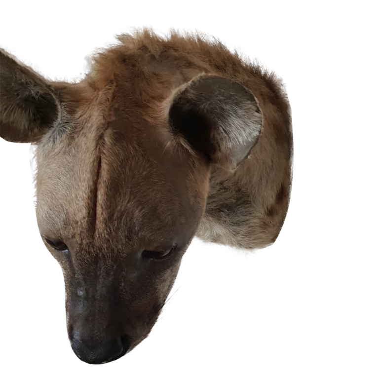 Spothed Hyena Shoulder Mount - Image 2