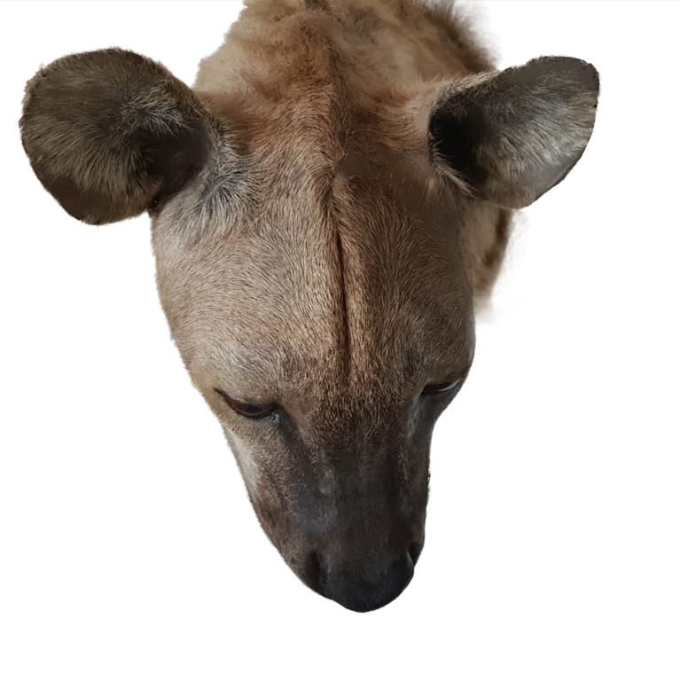 Spothed Hyena Shoulder Mount - Image 3