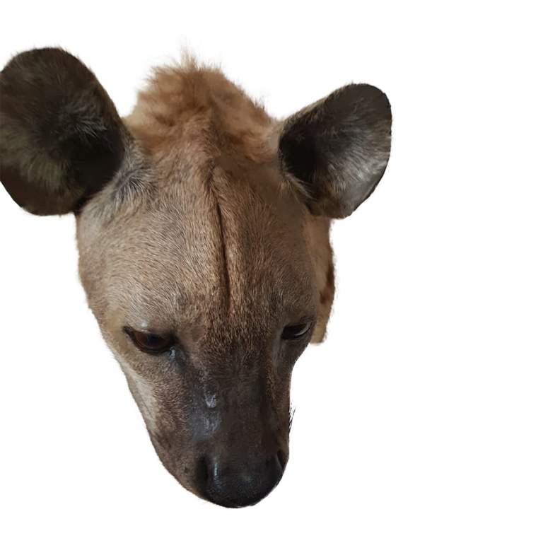Spothed Hyena Shoulder Mount - Image 4