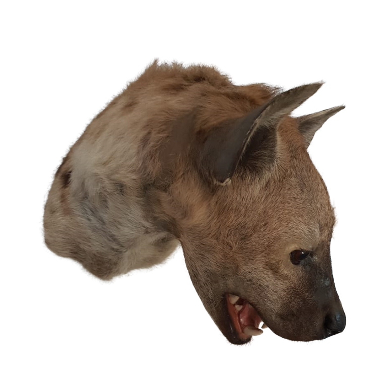 Spothed Hyena Shoulder Mount - Image 6