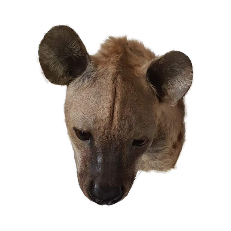 Spothed Hyena Shoulder Mount