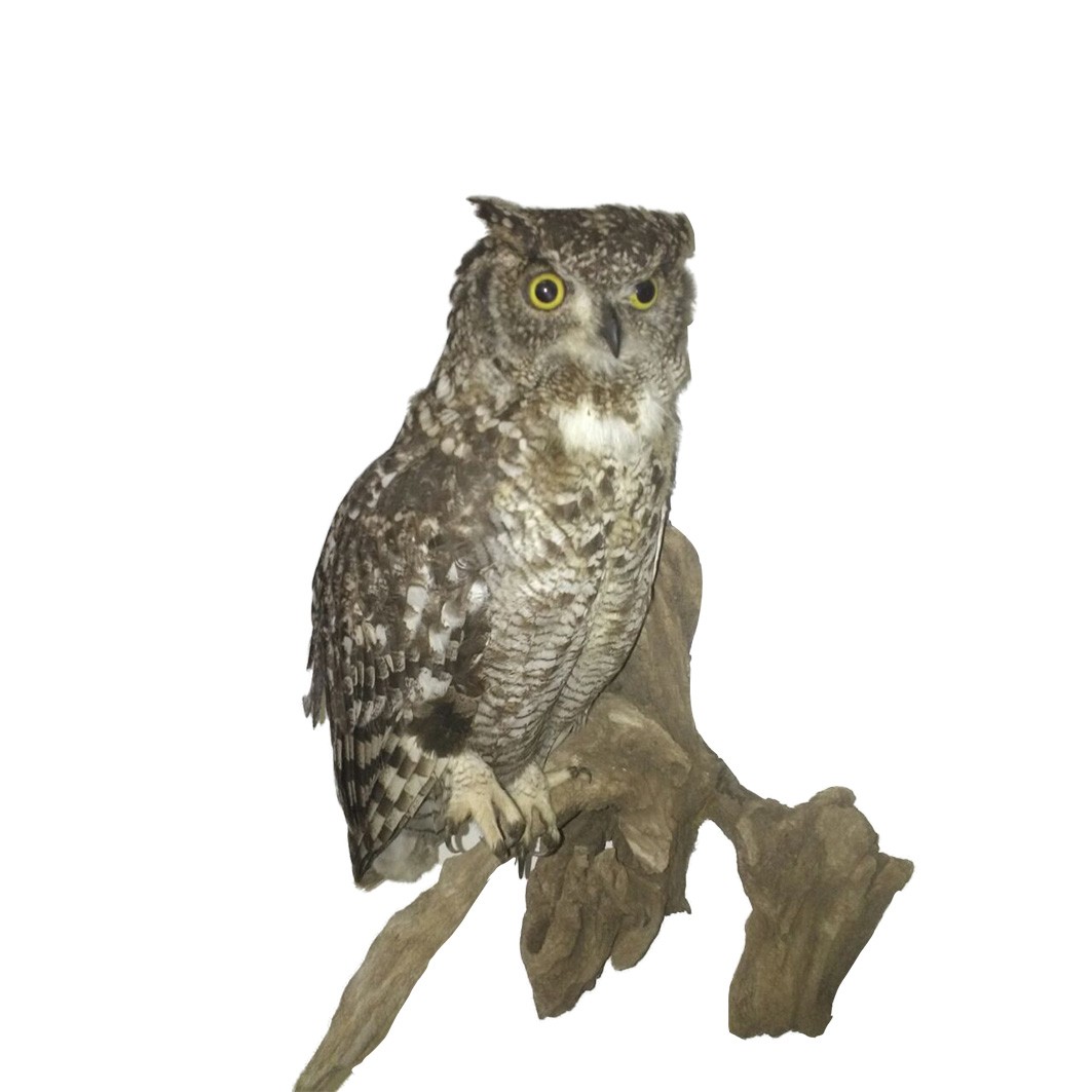 SPOTTED EAGLE OWL