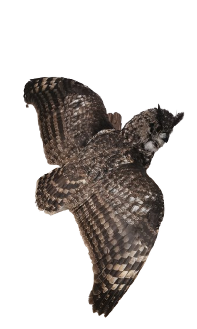 Spotted Eagle Owl - Image 2