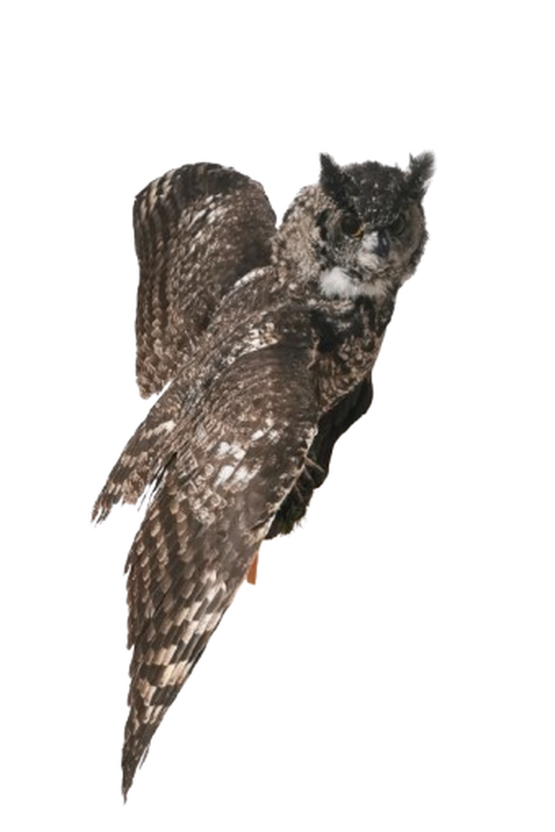 Spotted Eagle Owl