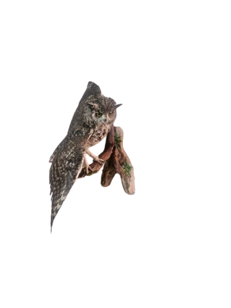Spotted Eagle Owl - Image 2