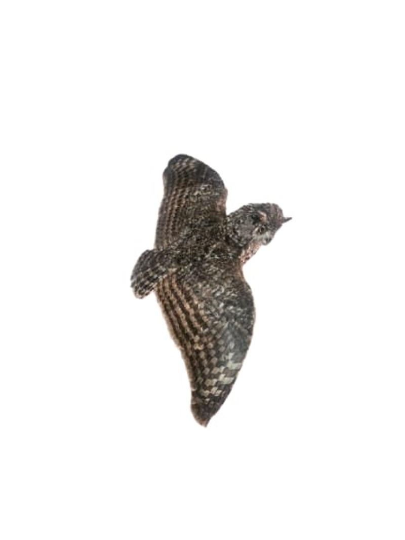 Spotted Eagle Owl