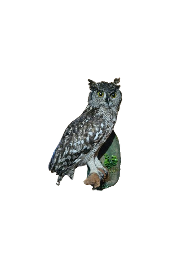 Spotted Eagle Owl