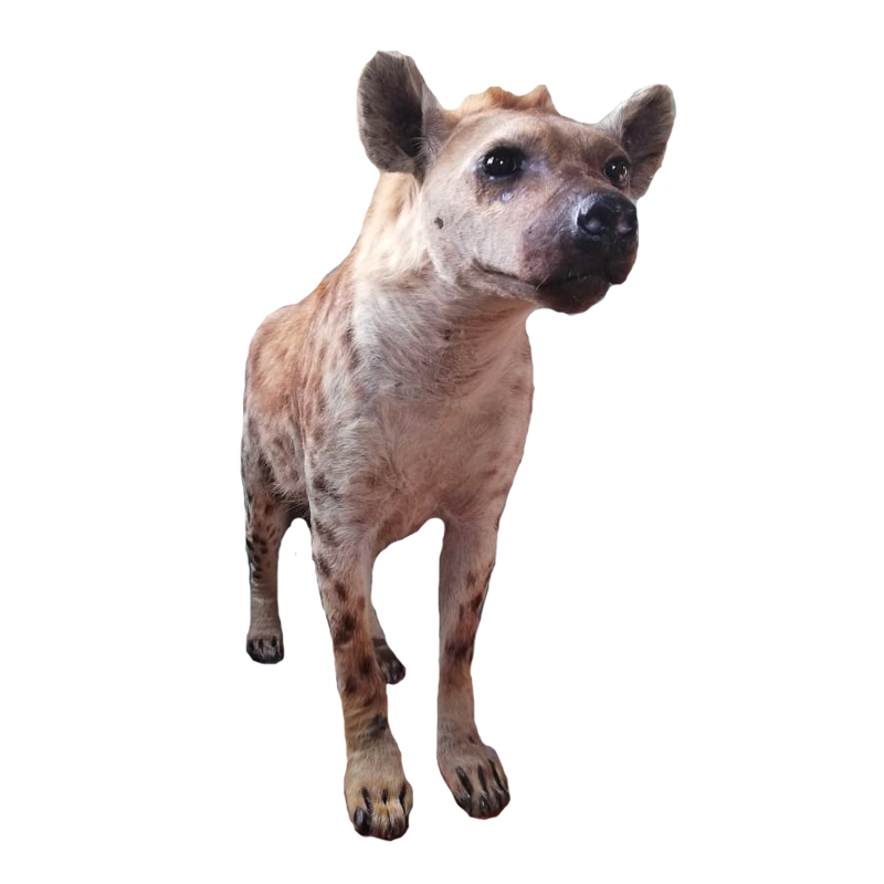 Spotted Hyena Full Mount - SHFM110 - Image 2