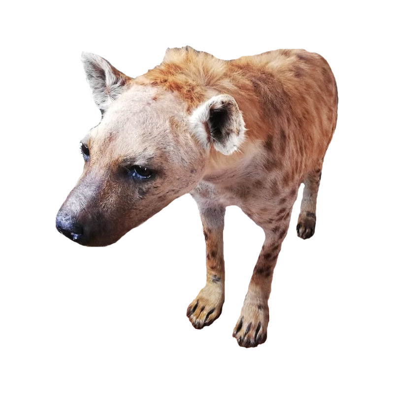Spotted Hyena Full Mount - SHFM110 - Image 3