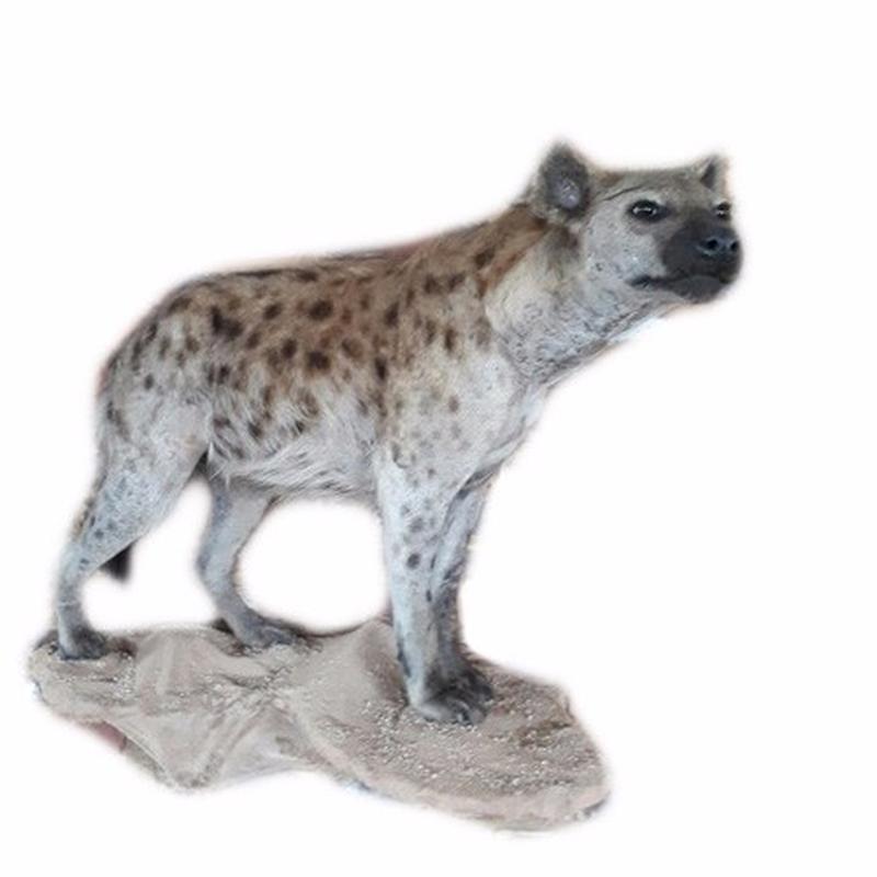 Spotted Hyena Full Mount HT1 - Image 2