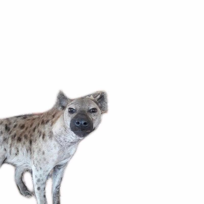 Spotted Hyena Full Mount HT1 - Image 3