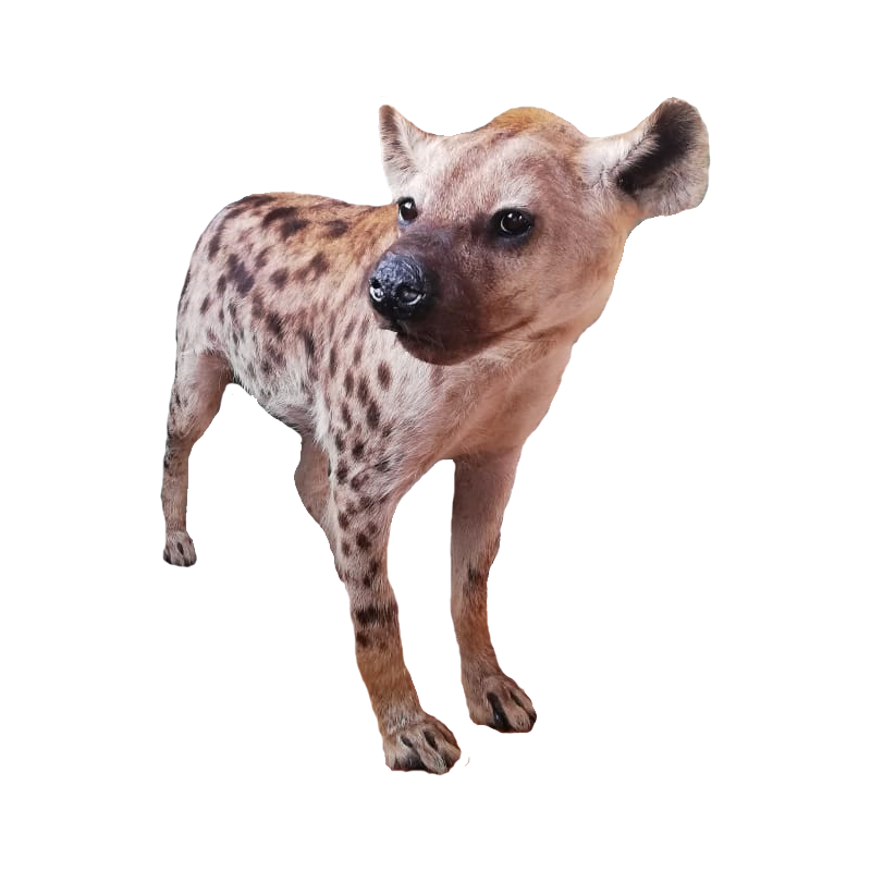 Spotted Hyena Full Mount - SHFM111 - Image 2