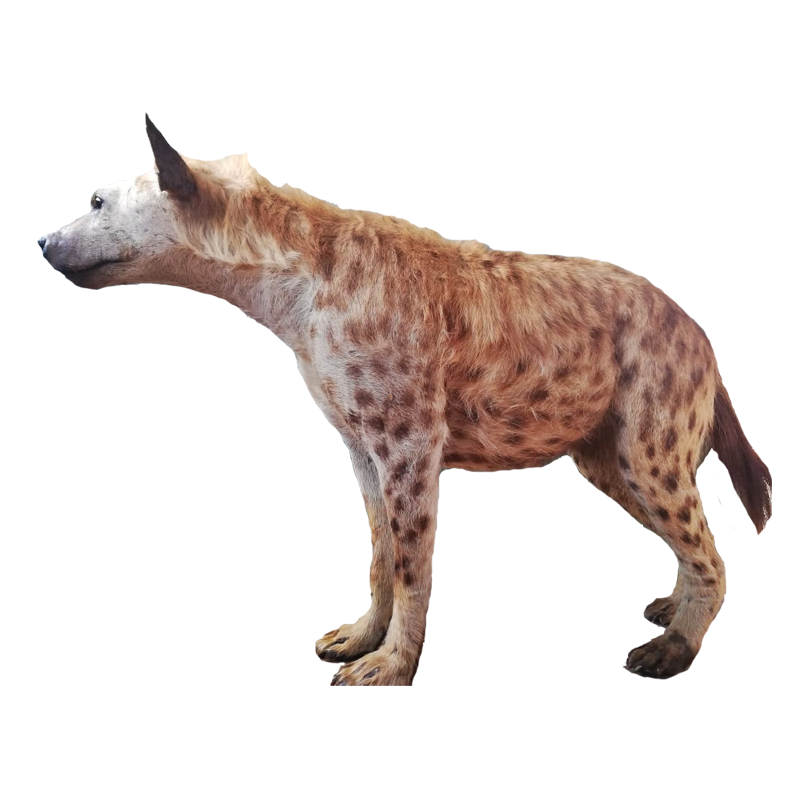 Spotted Hyena Full Mount - SHFM111 - Image 3