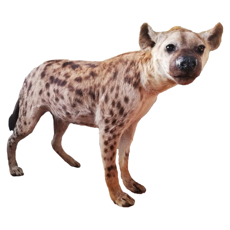 Spotted Hyena Full Mount - SHFM111