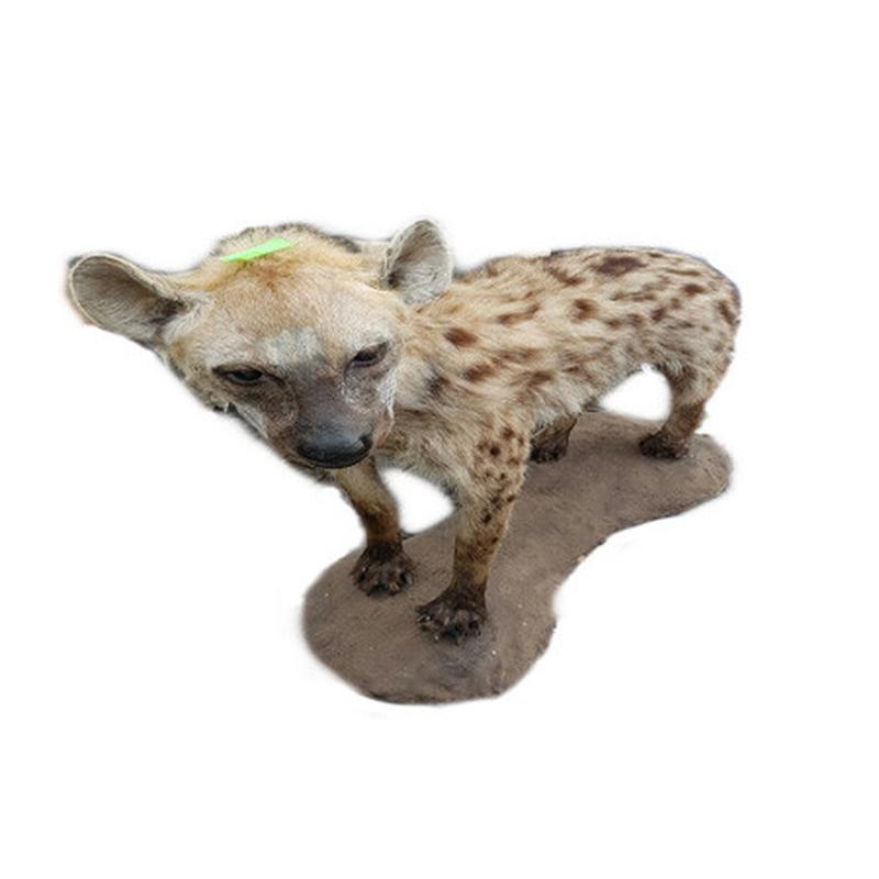 Spotted Hyena Full Mount SHM7 - Image 2