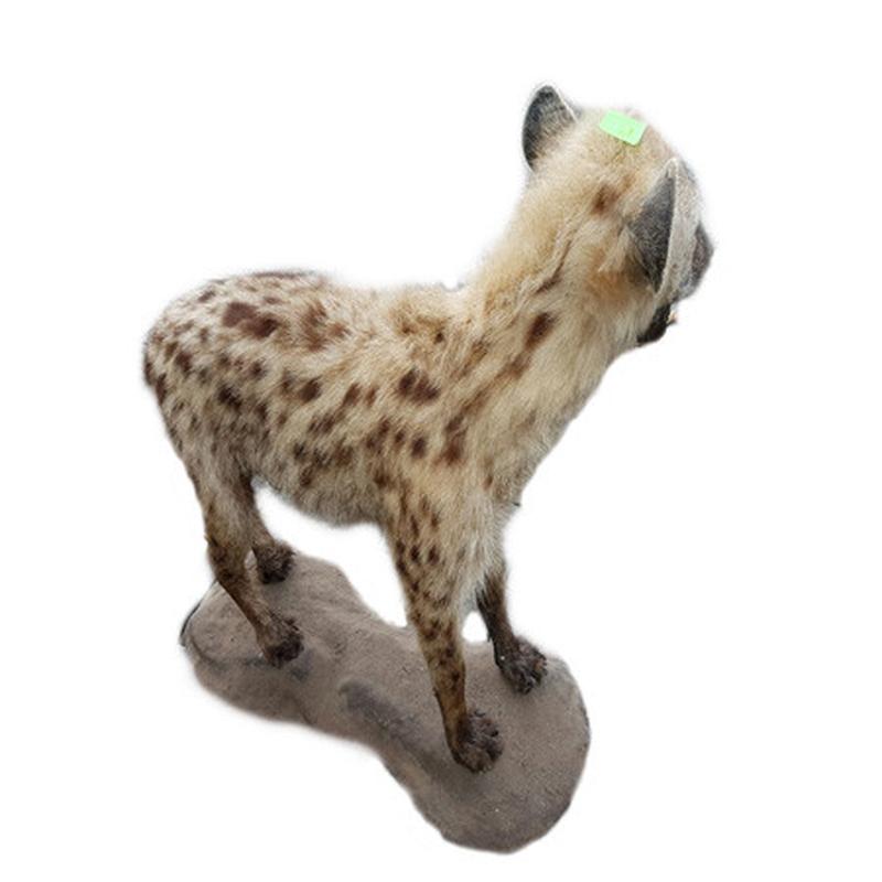 Spotted Hyena Full Mount SHM7 - Image 3