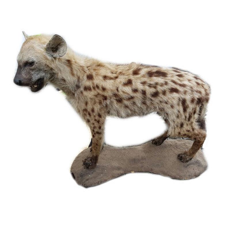 Spotted Hyena Full Mount SHM7