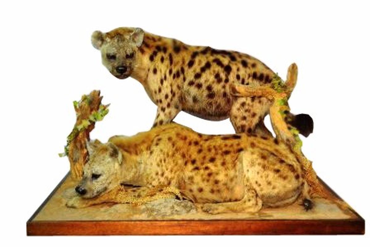 Spotted Hyena - Pair SH01 - Image 2