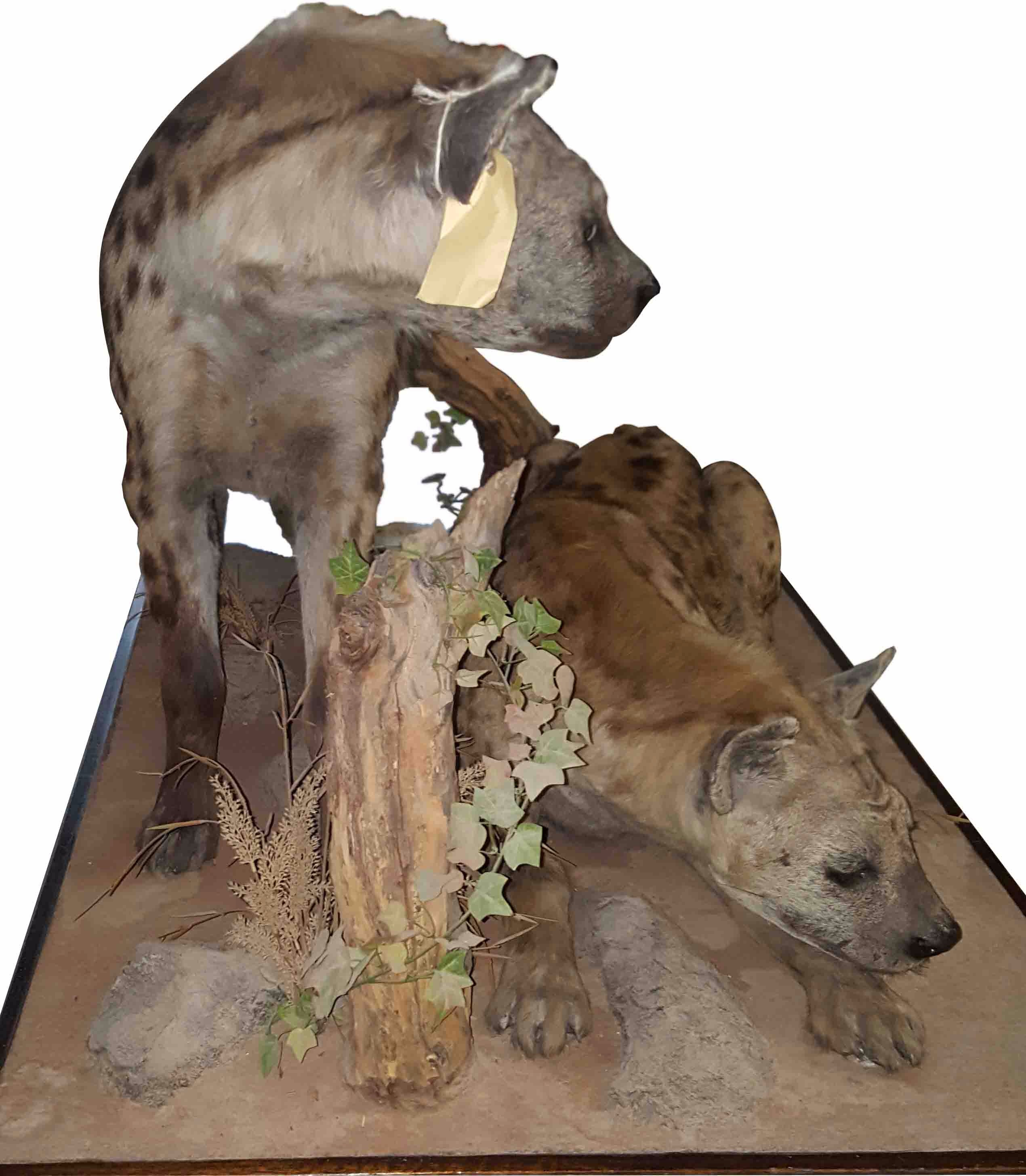 Spotted Hyena - Pair SH01 - Image 3