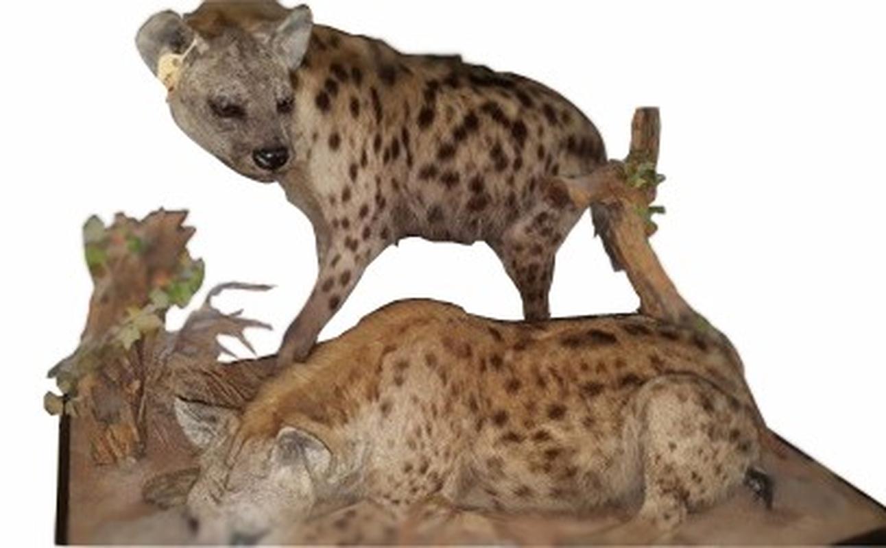 Spotted Hyena - Pair SH01 - Image 4