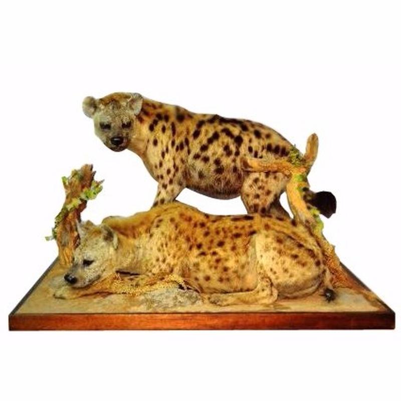 Spotted Hyena - Pair SH01
