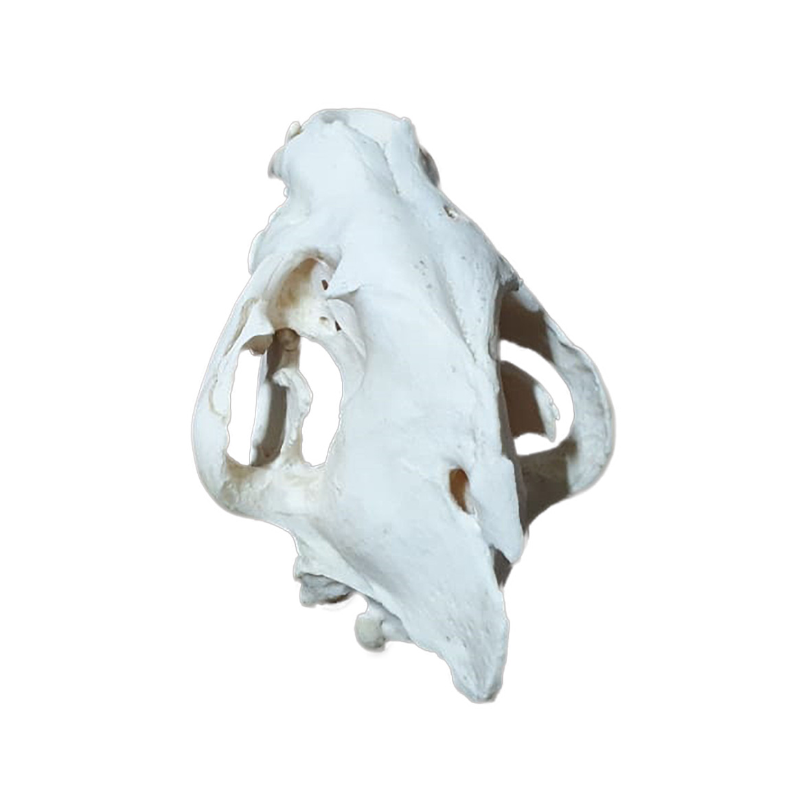 SPOTTED HYENA SKULL HS01 - Image 3