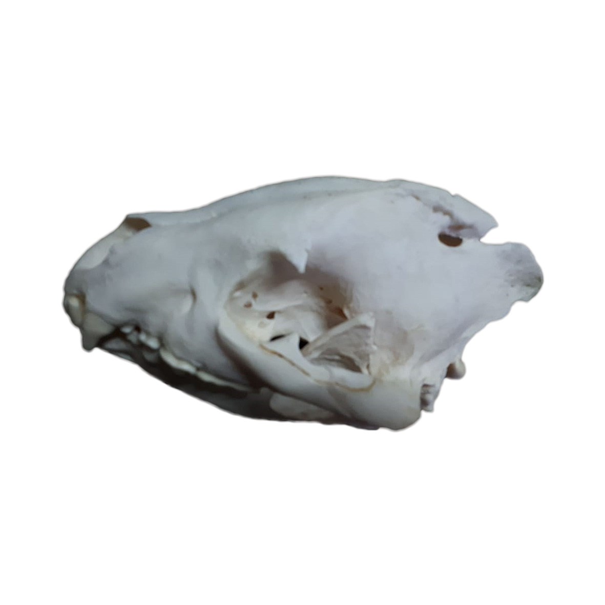 SPOTTED HYENA SKULL HS01 - Image 4