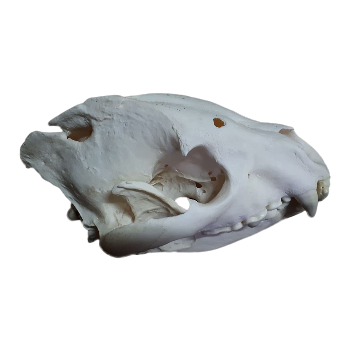 SPOTTED HYENA SKULL HS01 - Image 5